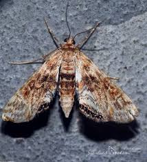 Attēlu rezultāti vaicājumam “Cataclysta lemnata”