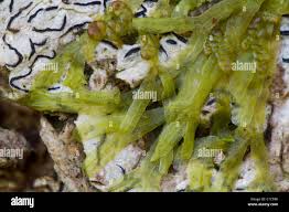 Attēlu rezultāti vaicājumam “Metzgeria furcata”