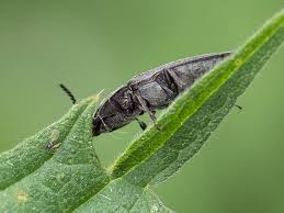 Attēlu rezultāti vaicājumam “Cidnopus aeruginosus”