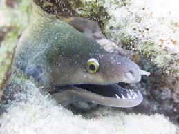 Image result for Gymnothorax vicinus