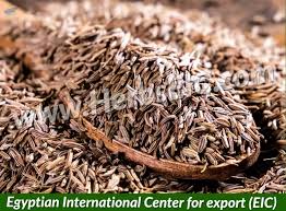 Attēlu rezultāti vaicājumam “Carum carvi”