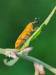 Image result for Coleoptera Curculionoidea