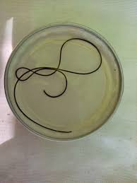 Attēlu rezultāti vaicājumam “Gordius aquaticus”