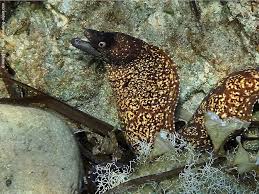 Image result for Muraena helena