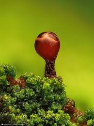 Attēlu rezultāti vaicājumam “Symphytocarpus flaccidus young”