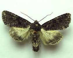 Attēlu rezultāti vaicājumam “Melanchra persicariae larva”