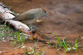 Attēlu rezultāti vaicājumam “Sylvia atricapilla”