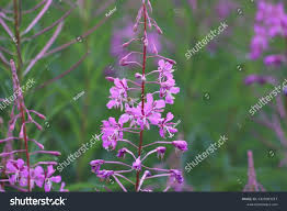 Attēlu rezultāti vaicājumam “Epilobium angustifolium bud”