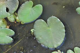 Attēlu rezultāti vaicājumam “Nuphar lutea leaf”