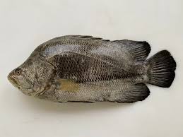 Image result for Lobotes surinamensis