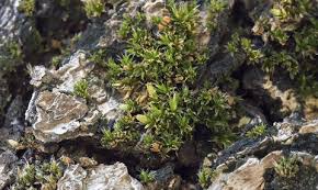 Attēlu rezultāti vaicājumam “Orthotrichum diaphanum”