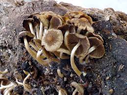 Attēlu rezultāti vaicājumam “Psathyrella pygmaea”