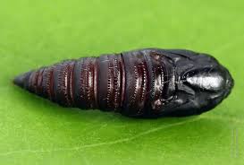 Attēlu rezultāti vaicājumam “Hedya nubiferana”