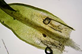 Attēlu rezultāti vaicājumam “Bryoerythrophyllum recurvirostrum sporophyte”