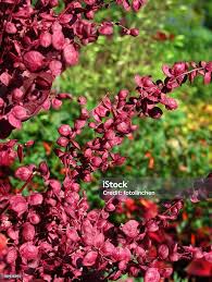 Attēlu rezultāti vaicājumam “Chenopodium rubrum leaf”