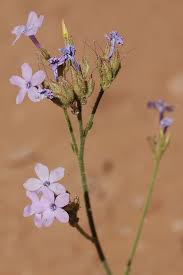 Attēlu rezultāti vaicājumam “Retinia resinella exuvia”