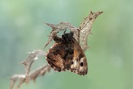 Attēlu rezultāti vaicājumam “Hyponephele lycaon”