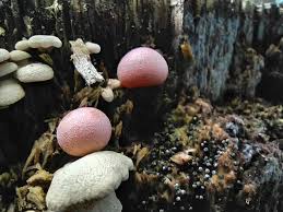 Attēlu rezultāti vaicājumam “Lycogala cf. fossiculatum young”