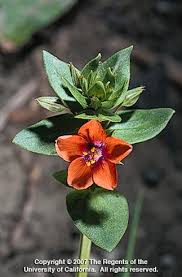 Attēlu rezultāti vaicājumam “Anagallis arvensis flower”