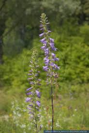 Attēlu rezultāti vaicājumam “Campanula bononiensis”