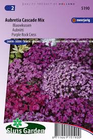 Image result for Aubrieta hybrida (cultorum)