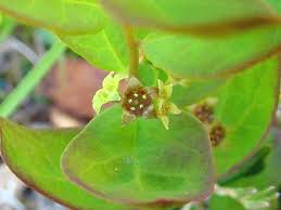 Attēlu rezultāti vaicājumam “Santalaceae”