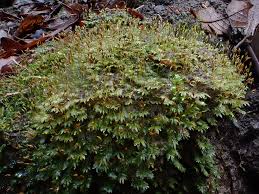 Attēlu rezultāti vaicājumam “Fissidens bryoides”