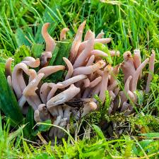 Attēlu rezultāti vaicājumam “Clavaria fumosa”