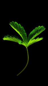 Attēlu rezultāti vaicājumam “Potentilla reptans leaf”