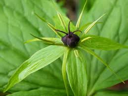 Attēlu rezultāti vaicājumam “Paris quadrifolia”