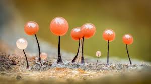 Attēlu rezultāti vaicājumam “Diderma floriforme macro”