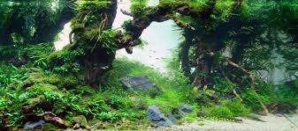 Znalezione obrazy dla zapytania takashi amano%