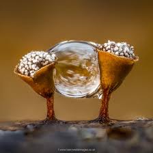 Attēlu rezultāti vaicājumam “Craterium minutum young”