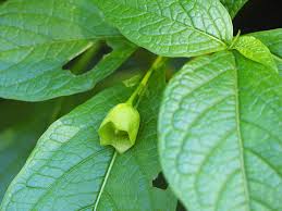 Attēlu rezultāti vaicājumam “Scopolia carniolica leaf”
