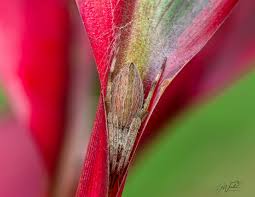 Attēlu rezultāti vaicājumam “Diderma roanense macro”