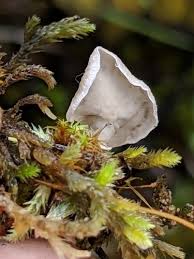 Attēlu rezultāti vaicājumam “Arrhenia retiruga”