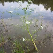 Attēlu rezultāti vaicājumam “Oenanthe aquatica fruit”