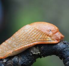 Attēlu rezultāti vaicājumam “Arion rufus”