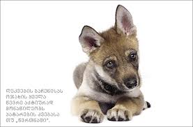 gamravlebis-ის სურათის შედეგი