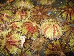 Image result for Strongylocentrotus droebachiensis