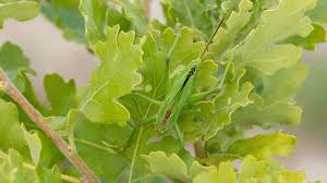 Attēlu rezultāti vaicājumam “Tettigoniodea”