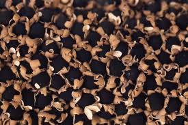 Attēlu rezultāti vaicājumam “Diderma floriforme”