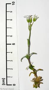 Attēlu rezultāti vaicājumam “Cerastium arvense leaf”