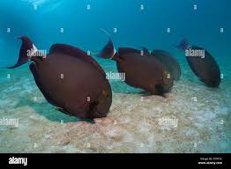 Image result for Acanthurus blochii