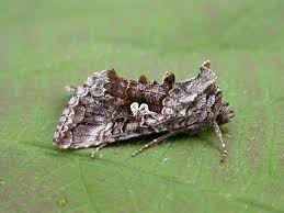 Attēlu rezultāti vaicājumam “Syngrapha interrogationis”