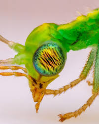 Attēlu rezultāti vaicājumam “Chrysopidae imago”