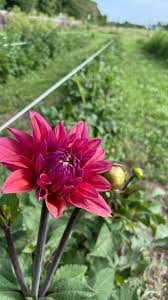 Image result for Dahlia Darkarin`