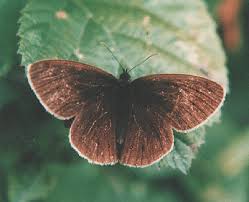 Attēlu rezultāti vaicājumam “Aphantopus hyperantus underside”