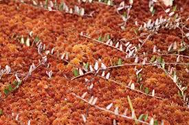 Attēlu rezultāti vaicājumam “Oxycoccus leaf”