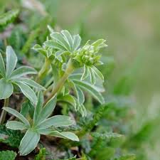 Attēlu rezultāti vaicājumam “Alchemilla subcrenata”